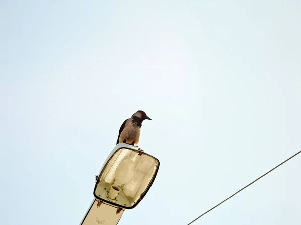 O corvo cinza senta-se em uma lanterna . — Fotografia de Stock