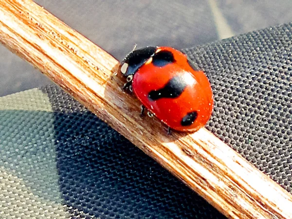 five-point ladybug. Useful insect. Fighter of aphids.
