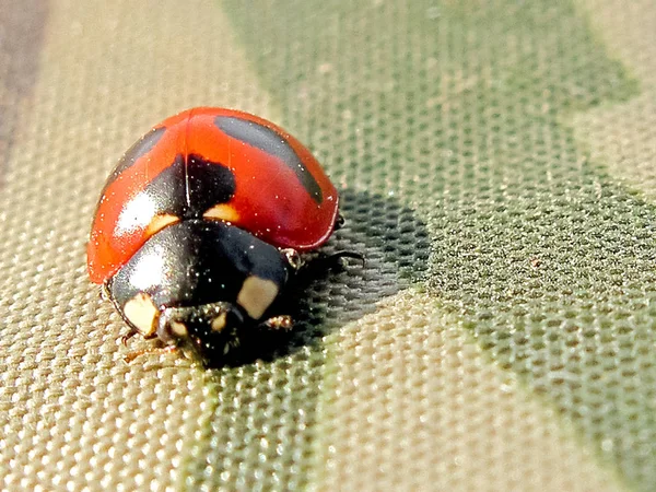 Mariquita de cinco puntos. Insecto útil. Combatiente de pulgones . —  Fotos de Stock