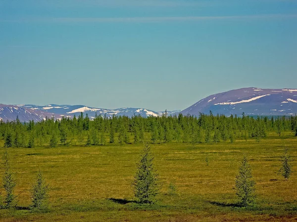 Bos Toendralandschap in de zomer. Taiga van Siberië. Yamal. — Stockfoto