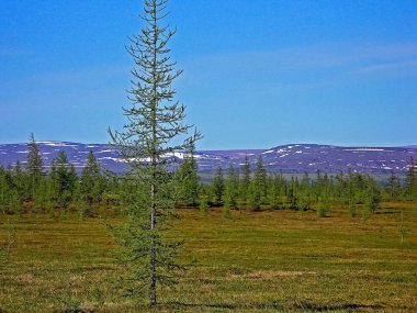 Yaz aylarında Orman tundra manzara. Sibirya'nın Taiga'sı. Yamal.