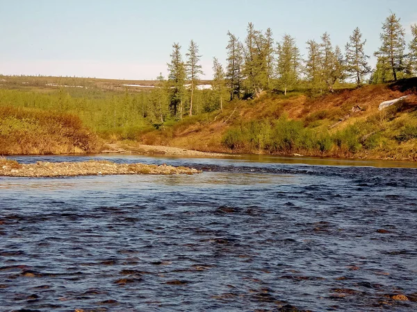 River landscape. Northern reindeer in summer forest. The sky, gr — Stock Photo, Image