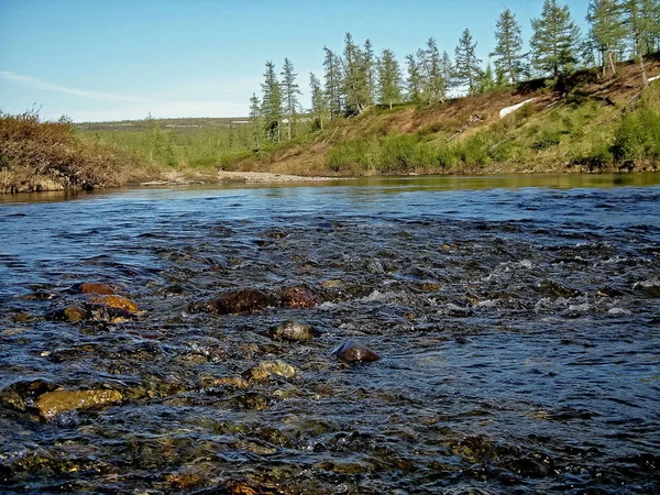 Flodlandskap. Norrländska renar i sommar skogen. Himlen, gr — Stockfoto