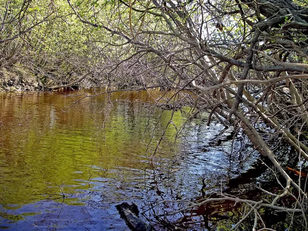 Floden i skogen under grenarna, träden. Tidig vår. — Stockfoto