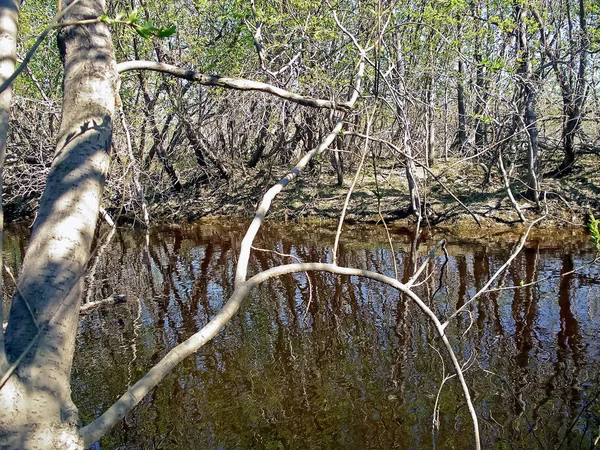 River in the forest under the branches, trees. Early spring. — Stock Photo, Image