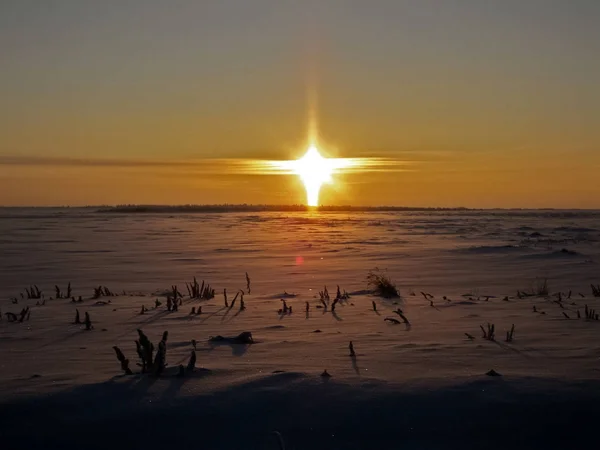 Wintersonnenuntergang. Schneebedeckte Silhouetten von Pflanzen und Bäumen. — Stockfoto