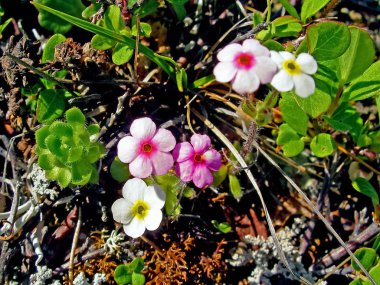 Tundradaki çayırda beyaz çiçekler. Tundra'da yaz.
