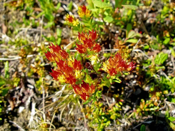 Flores y hierba de la tundra en verano — Foto de Stock