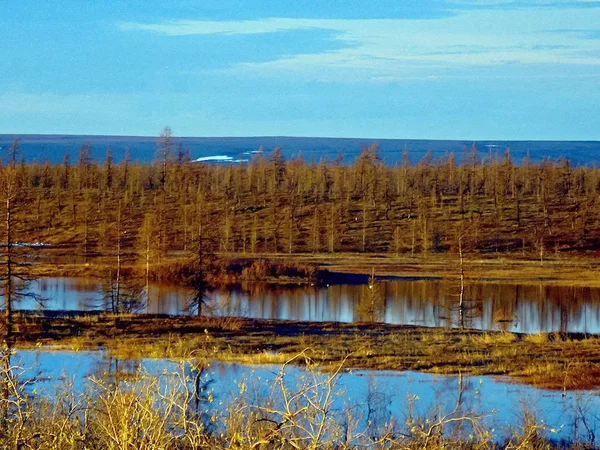 Nehir ve orman. Altında Yamal Yarımadası'nda Sonbahar manzara — Stok fotoğraf