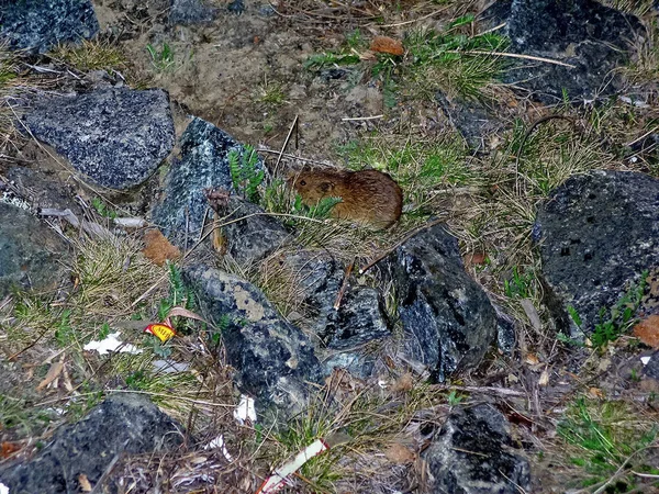 Lemming parmi l'herbe sèche et les pierres. rongeur toundra . — Photo