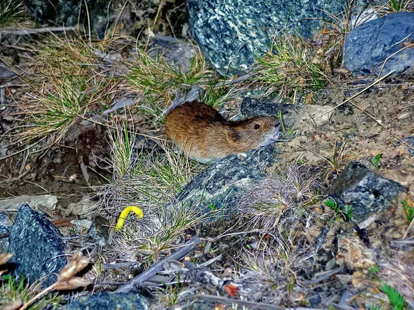 Lämmel bland torrt gräs och stenar. Tundra gnagare. — Stockfoto