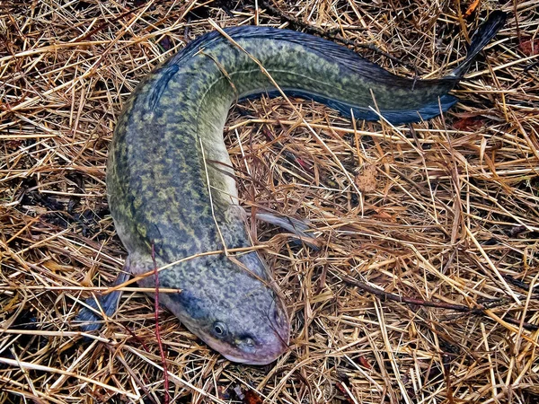 Fishing on burbot. Caught burbot. Burbot is a fish of northern r — Stock Photo, Image