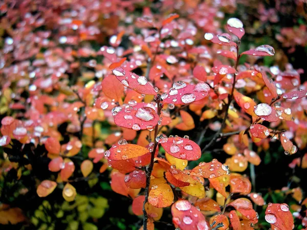 Капли воды на листьях черники. Красные листья bl — стоковое фото
