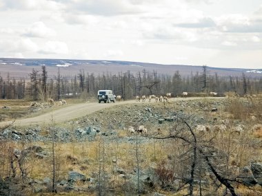 Reindeer pola yakın tundra en iyi otlatma için göç