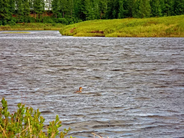 Graue Enten in den nördlichen Flüssen. wild — Stockfoto