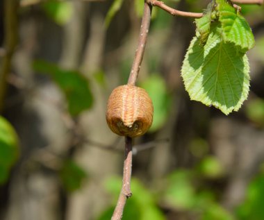 Bir ağacın dalları üzerinde ootheca Peygamber devesi. Böcek yumurta