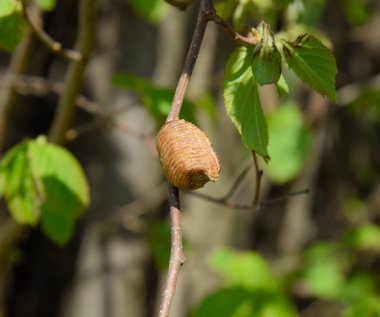 Bir ağacın dalları üzerinde ootheca Peygamber devesi. Böcek yumurta
