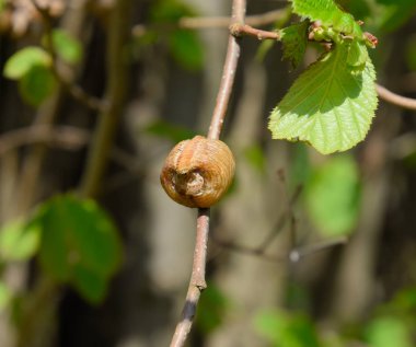 Bir ağacın dalları üzerinde ootheca Peygamber devesi. Böcek yumurta