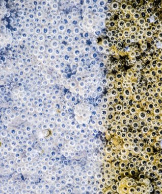 Çamur ve su altında silt hava kabarcıkları. Arka plan baloncuklar, yüzey dokusu.