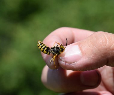 Parmaklarında ortak WASP