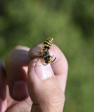 Parmaklarında ortak WASP