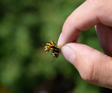 Parmaklarında ortak WASP