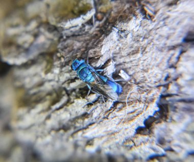 Yakut - kuyruklu wasp