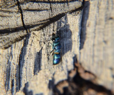 Yakut - kuyruklu wasp