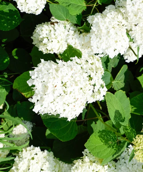 Blumen eines buldenezh — Stockfoto