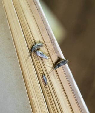 Thermobia domestica. Haşere kitaplar ve Gazeteler. Lepismatidae kağıt üzerinde - gümüş balık besleme böcek