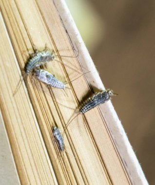 Thermobia domestica. Haşere kitaplar ve Gazeteler. Lepismatidae kağıt üzerinde - gümüş balık besleme böcek