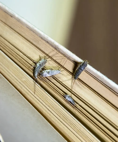 Thermobia domestica. Pest books and newspapers. Lepismatidae Insect feeding on paper - silverfish — Stock Photo, Image