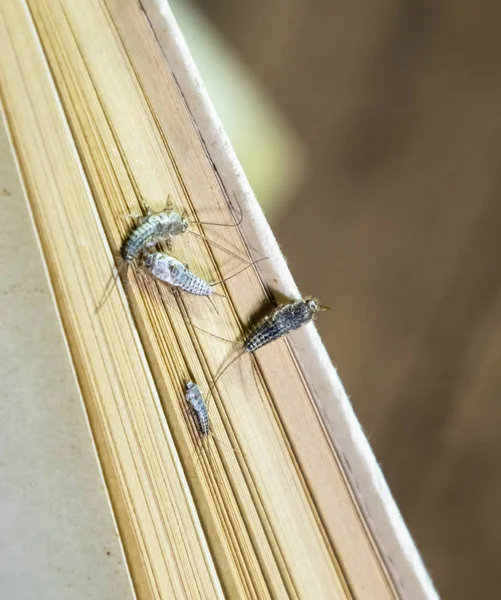 Thermobia domestica. Pest books and newspapers. Lepismatidae Insect feeding on paper - silverfish — Stock Photo, Image