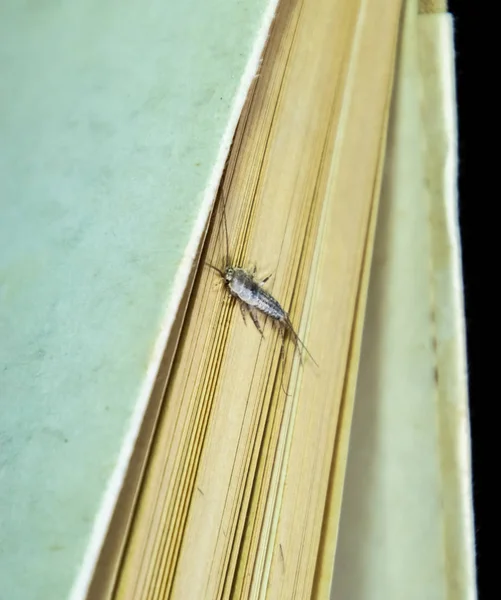 Thermobia domestica. Pest books and newspapers. Lepismatidae Insect feeding on paper - silverfish — Stock Photo, Image