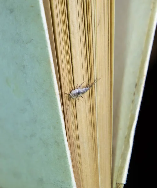 Thermobia イエバエ。害虫の本や新聞。紙 - 紙魚の餌もシミ昆虫 — ストック写真