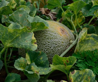 Alanında büyüyen kavun