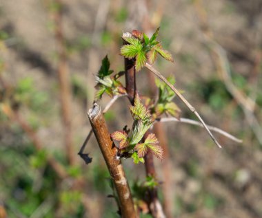 Bahçede ilkbaharda ahududu sürgünler.