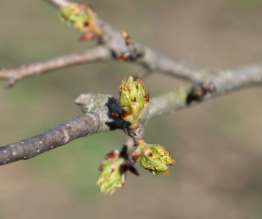 Armut tomurcuk bahçede bahar dalları üzerinde vuruyor.