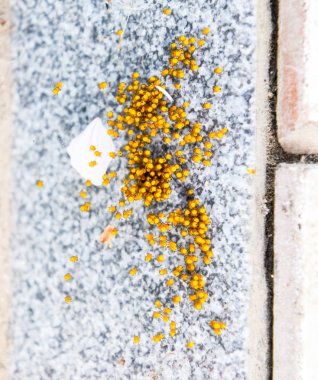 Genç örümcekler, yumurtadan yumurta yuvada üzerinden. Yeni doğan kolonisi