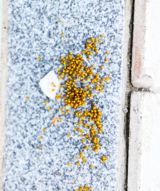 Genç örümcekler, yumurtadan yumurta yuvada üzerinden. Yeni doğan kolonisi