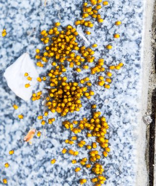 Genç örümcekler, yumurtadan yumurta yuvada üzerinden. Yeni doğan kolonisi