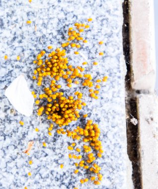 Genç örümcekler, yumurtadan yumurta yuvada üzerinden. Yeni doğan kolonisi