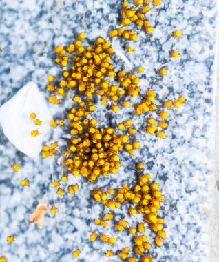 Genç örümcekler, yumurtadan yumurta yuvada üzerinden. Yeni doğan kolonisi