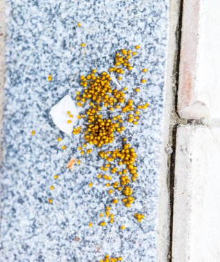 Genç örümcekler, yumurtadan yumurta yuvada üzerinden. Yeni doğan kolonisi