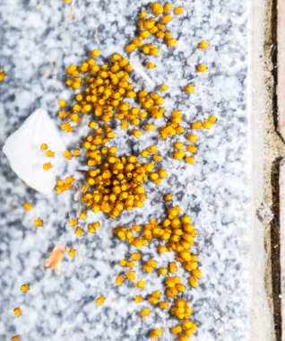 Genç örümcekler, yumurtadan yumurta yuvada üzerinden. Yeni doğan kolonisi