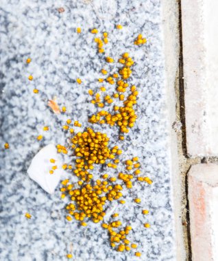 Genç örümcekler, yumurtadan yumurta yuvada üzerinden. Yeni doğan kolonisi