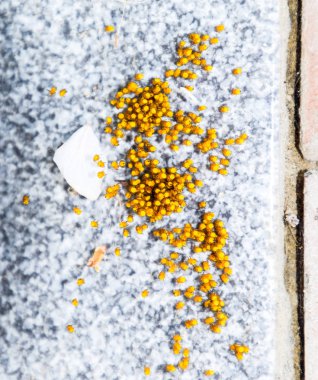 Genç örümcekler, yumurtadan yumurta yuvada üzerinden. Yeni doğan kolonisi