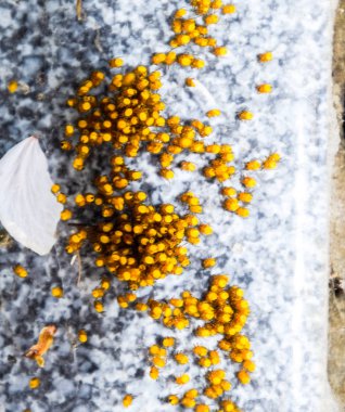 Genç örümcekler, yumurtadan yumurta yuvada üzerinden. Yeni doğan kolonisi