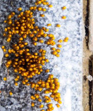 Genç örümcekler, yumurtadan yumurta yuvada üzerinden. Yeni doğan kolonisi