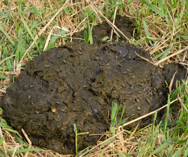 En ko tårta i gräset. Stallgödsel från nötkreatur. — Stockfoto